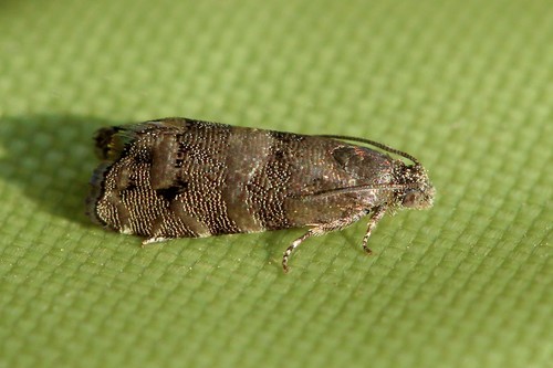 Drab Oak Piercer