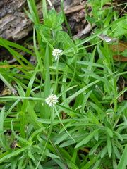 Cyperus dubius
