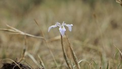 Moraea simulans
