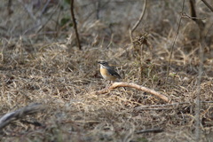 Cercotrichas quadrivirgata