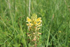 Pedicularis daghestanica
