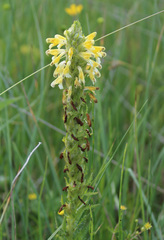 Pedicularis daghestanica