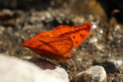 Charaxes nichetes