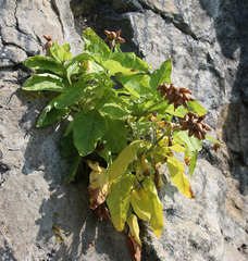 Physochlaina orientalis