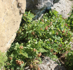 Physochlaina orientalis