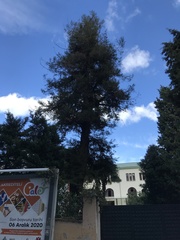 Sequoia