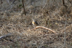 Cercotrichas quadrivirgata