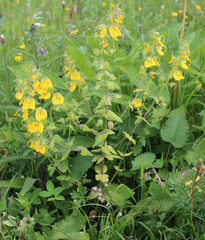 Rhynchocorys orientalis