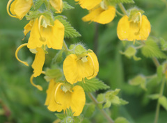 Rhynchocorys orientalis