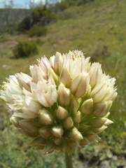 Allium dregeanum