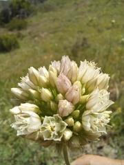Allium dregeanum