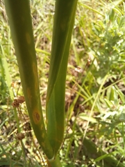 Allium dregeanum