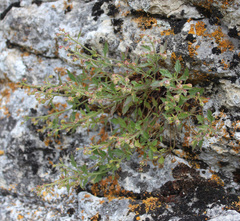 Scrophularia rupestris