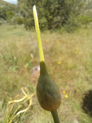 Allium dregeanum