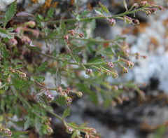 Scrophularia rupestris