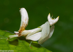 Hymenopus coronatus
