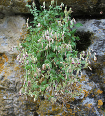 Silene pygmaea