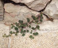Capparis zoharyi