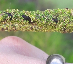 Wolffia brasiliensis