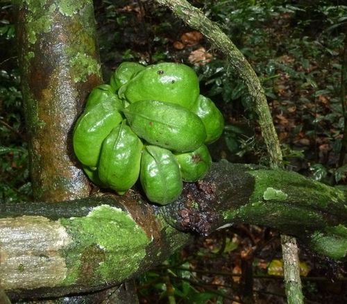 Triclisia dictyophylla