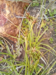 Carex spartea