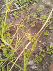 Carex spartea