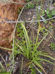 Carex spartea