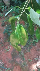 Cinnamomum verum