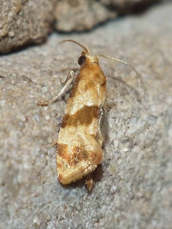 Phalonidia contractana