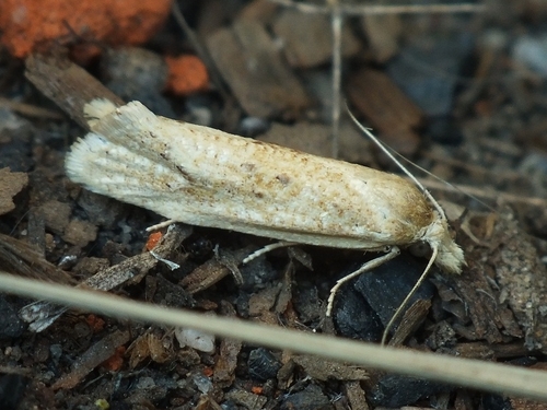 Cochylide citronnée
