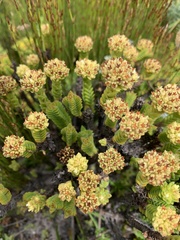 Crassula subulata fastigiata