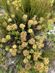 Crassula subulata fastigiata