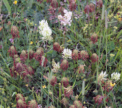 Trifolium canescens