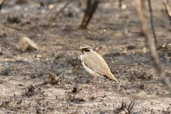Rhinoptilus chalcopterus