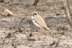 Rhinoptilus chalcopterus