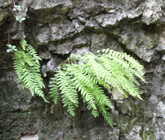 Woodsia caucasica