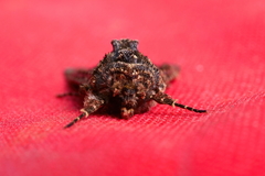 Neumichtis spumigera