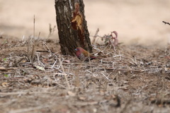 Hypargos margaritatus