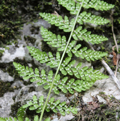 Woodsia caucasica