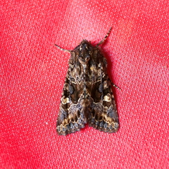 Neumichtis spumigera