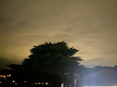 Ninox novaeseelandiae