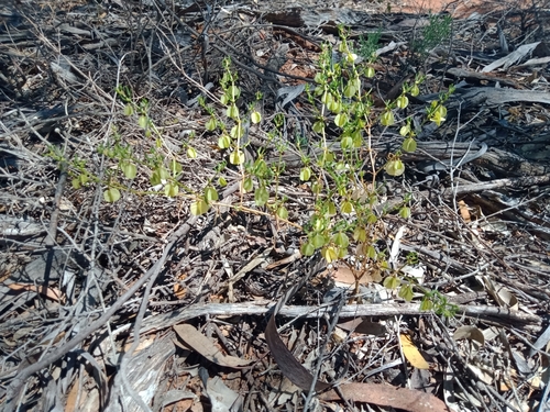 Image of Shrubby Twinleaf (Roepera aurantiaca) by (c) Nina Kerr, some rights reserved (CC BY)