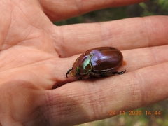 Anoplognathus viriditarsis