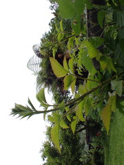 Rubus × loganobaccus