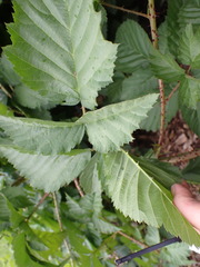 Rubus × loganobaccus