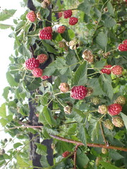 Rubus × loganobaccus
