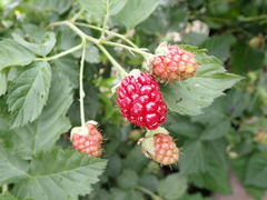 Rubus × loganobaccus