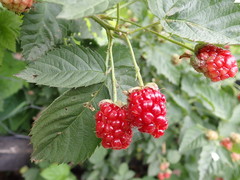 Rubus × loganobaccus