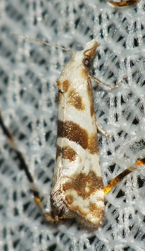 Cochylimorpha discolorana