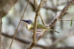 Apalis ruddi